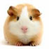 Guinea Pig